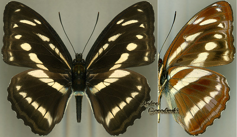 http://www.gorodinski.ru/nymphalidae/Limenitis opalina constricta.jpg